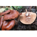 Мицелий Млечника камфарного (Lactarius camphoratus) Мицелий Млечника камфарного (Lactarius camphoratus)